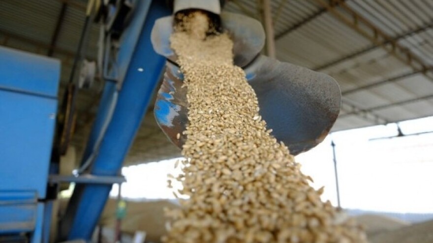 Rastu cijene žitarica - mlijeko i ulje u bescjenje!