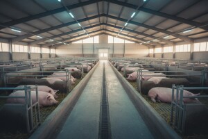 Žito kupuje svinjogojsku farmu Lipovča