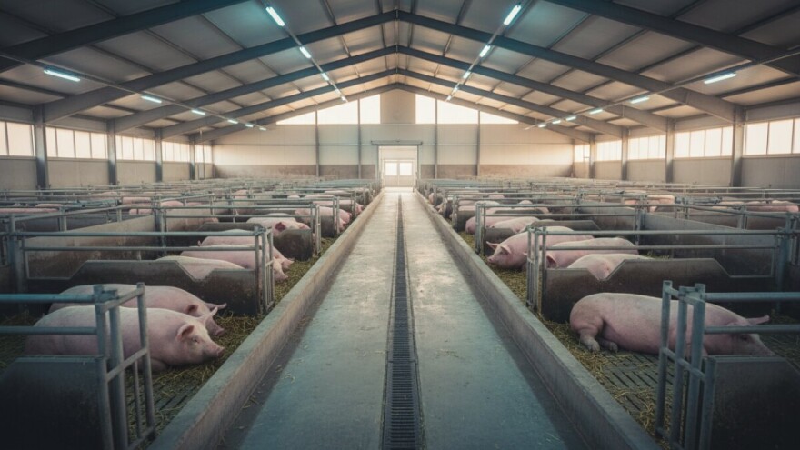 Žito kupuje svinjogojsku farmu Lipovča