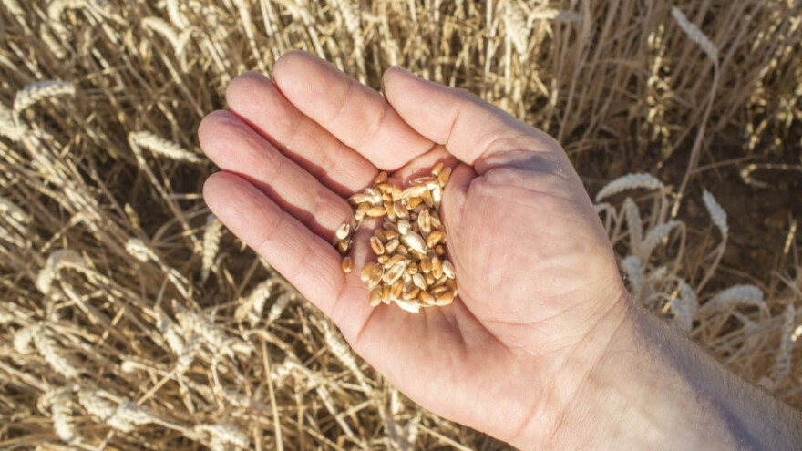 Žitopromet i nije zadovoljan kvalitetom zrna