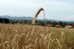 Žetva u Šumadiji: Očekuje se prinos manji za 20%