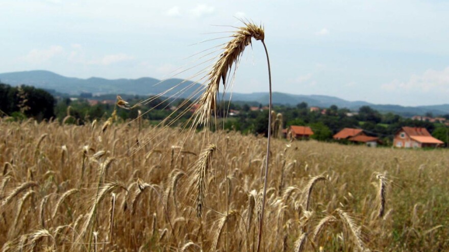 Žetva u Šumadiji: Očekuje se prinos manji za 20%