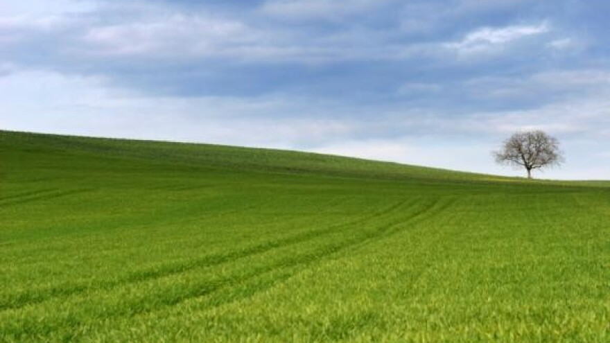 Ratari čekaju kišu