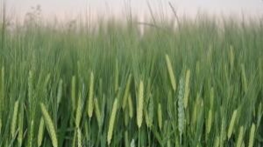 Lema – važan štetnik žitarica