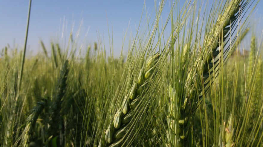 Očekuju natprosječan prinos pšenice