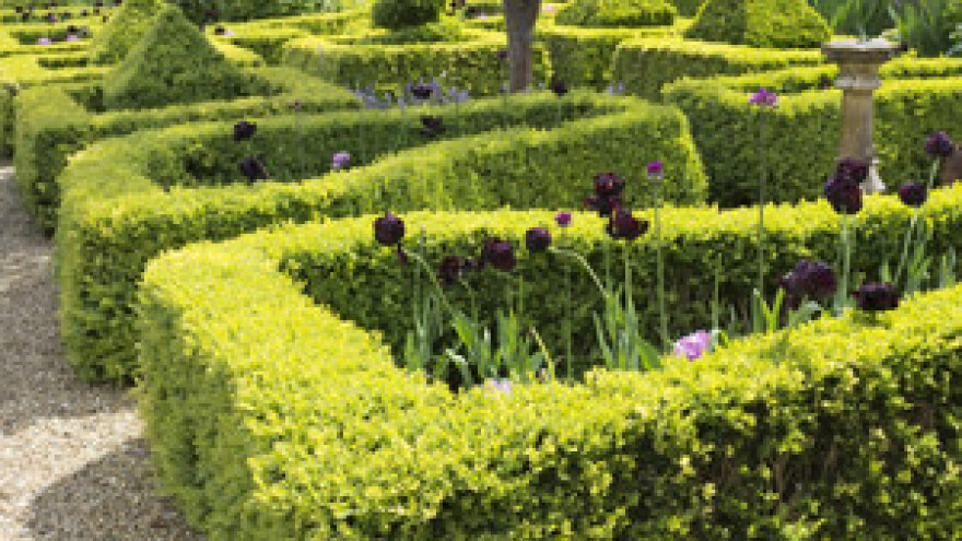 Štetnost tripsa na ukrasnim živicama