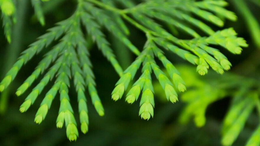 Jesenska sadnja ukrasnih grmova