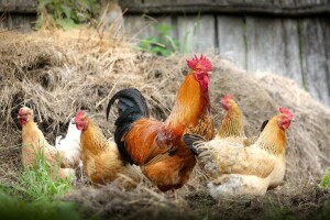Crvena kokošja grinja nanosi štete peradarstvu