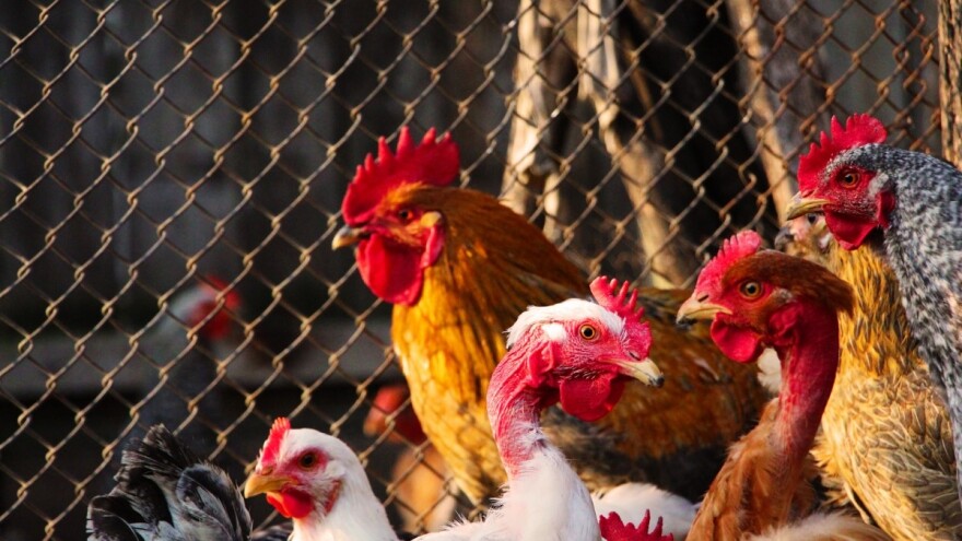 Trend opadanja matičene živine u Vojvodini