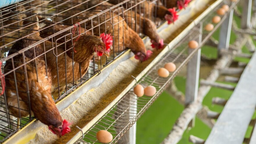 Nedozvoljene količine insekticida u 742 uzoraka jaja i mesa živine