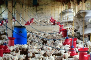 Živinarskim farmama produžen rok prilagodbe
