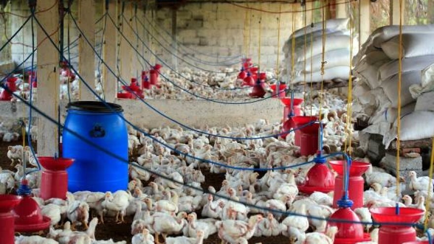 Živinarskim farmama produžen rok prilagodbe