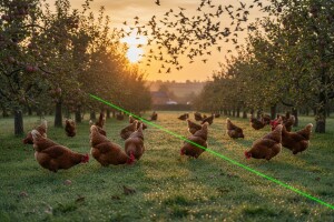 Živinu štiti laserima od ptičjeg gripa!