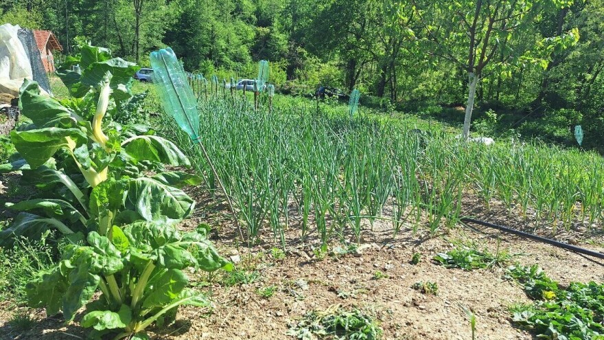 Rastvor vrbovih grančica za rast bilja, pepeo protiv lukove muhe