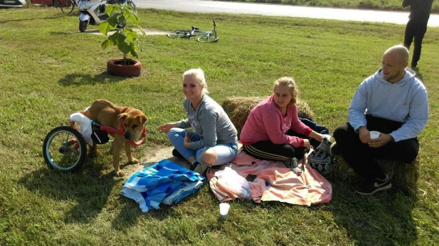 Šetnja pasa u azilu, veganski kotlići, peticija - sve za Svjetski dan životinja