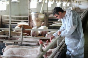 3,8 milijuna eura za sprječavanje bruceloze, svinjske kuge, kvrgave kože, ptičje gripe