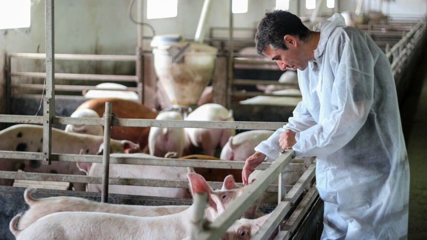 3,8 milijuna eura za sprječavanje bruceloze, svinjske kuge, kvrgave kože, ptičje gripe