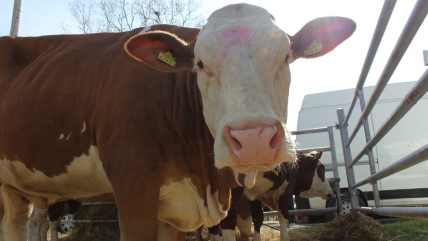 Apsurd: U BiH oko 20.000 junadi viška, a ove godine uvezeno 30.000 tona junećeg mesa?