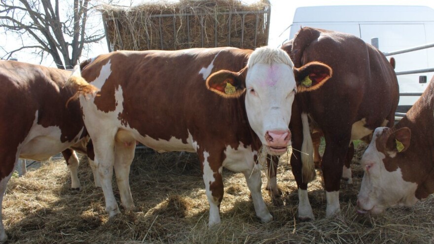 Evo kako će se ubuduće upravljati životinjskim ostacima i leševima