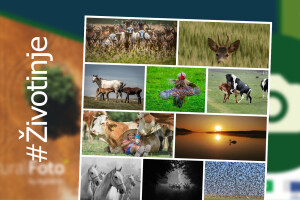 RuralFoto - ovo je TOP 10 fotografija iz kategorije #životinje