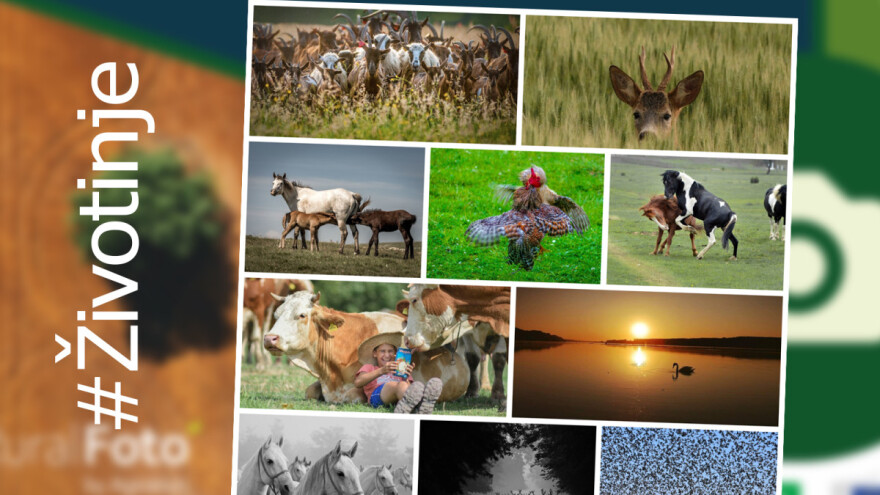 RuralFoto - ovo je TOP 10 fotografija iz kategorije #životinje