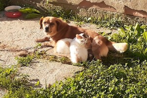 Medo, Julka i Kralj ruše predrasude o prijateljstvu - mogli bi nešto i naučiti od njih?