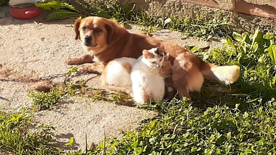 Medo, Julka i Kralj ruše predrasude o prijateljstvu - mogli bi nešto i naučiti od njih?