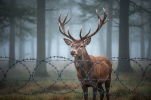 Životinje ugibaju, migranti prolaze