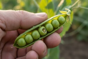Žižak - štetnik koji uništava grašak!
