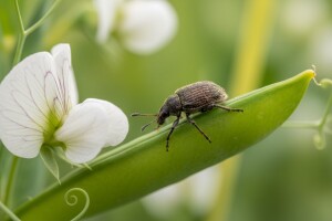 Žižak - štetočina koja uništava grašak