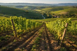 Žižekova graševina iz Štrigove