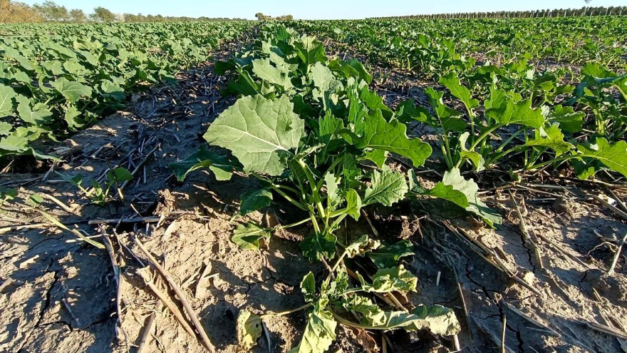 Kako obaviti zaštitu uljane repice s obzirom na teške uslove sjetve?