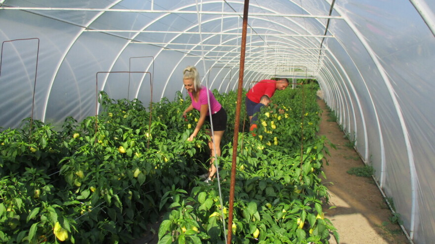 Mladi bračni par uspešan u plasteničkoj proizvodnji