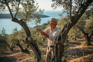 Zlarinski maslinari žele izgraditi uljaru