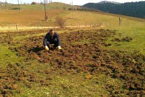 Umesto plugova, divlje svinje "oru" njive na Zlataru