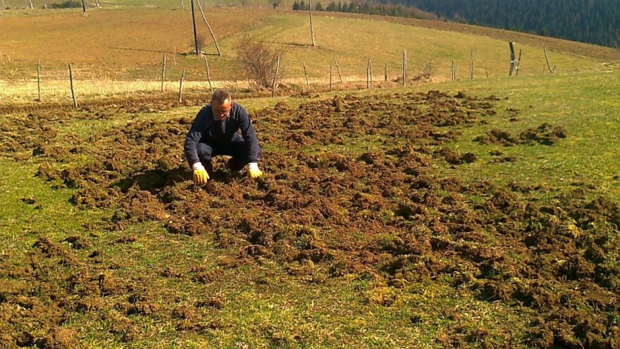 Umesto plugova, divlje svinje "oru" njive na Zlataru