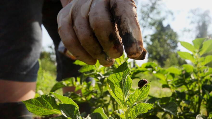 Gusjenice i zlatice skupljaju ručno, povrće đubre koprivom