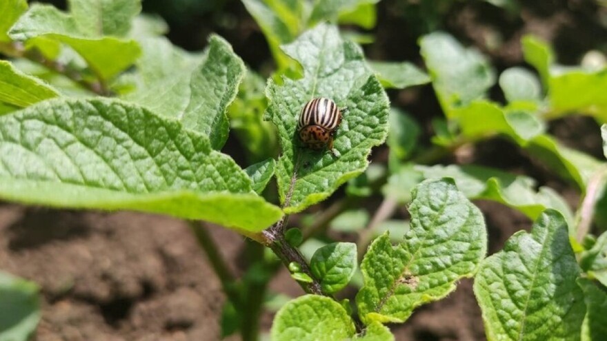 Obavijest za proizvođače: Kada tretirati protiv krompirove zlatice?