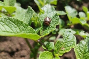 Krompirova zlatica zaposjela usjeve - primijenite insekticide ili druge metode
