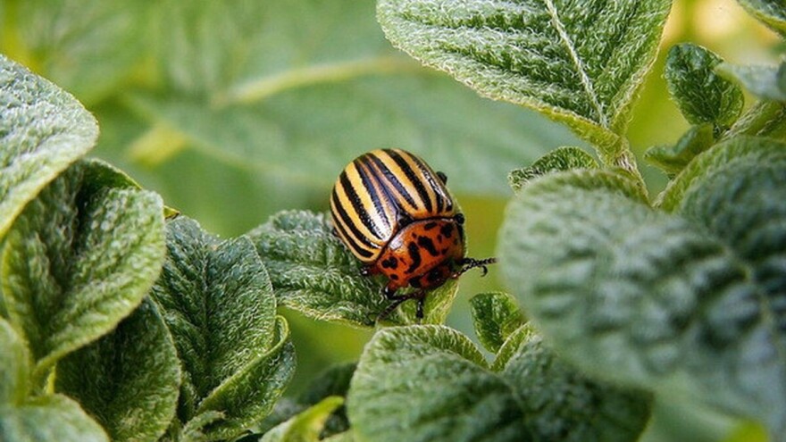 Zaštitite povrće preparatima koje možete i sami napraviti