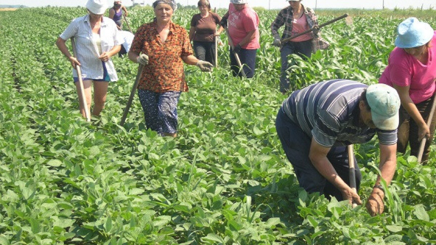 Zlatkov organski svet