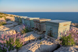 Zlatna kadulja potekla s paše na Kornate