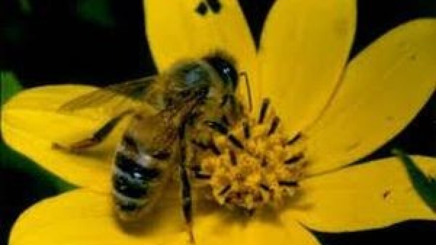 U Topuskom ovaj vikend Zlatna pčela 2014.