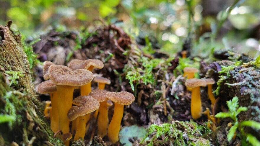 Upoznajte žutu trubaču: Skriveni dragulj naših šuma