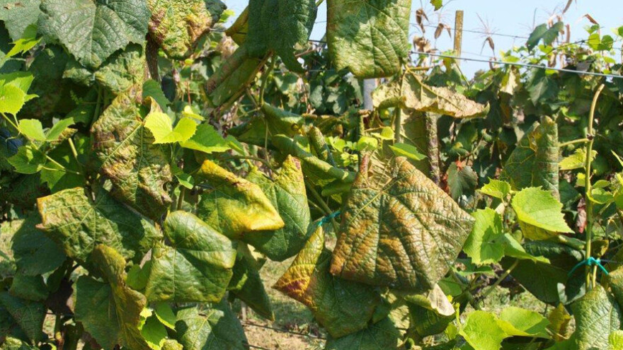 Zlatnu žuticu najbolje uočiti početkom rujna!