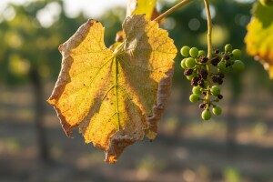 Zlatna žutica - neizlečiva bolest vinove loze