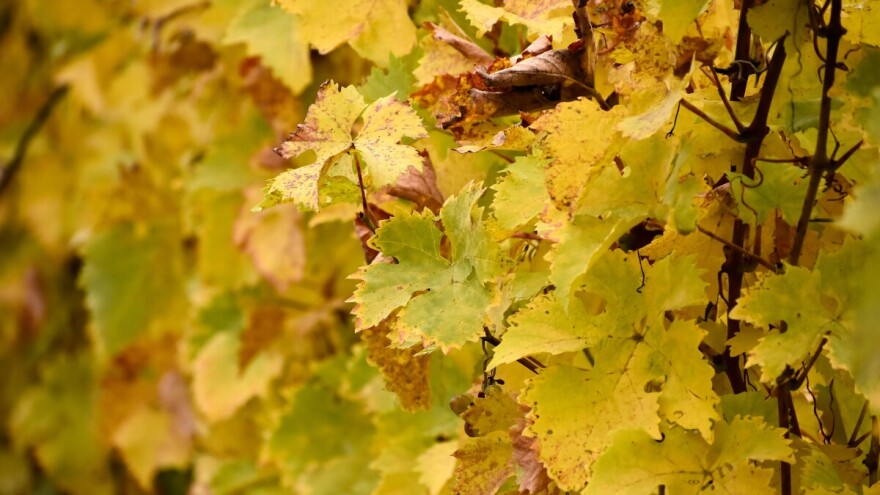 Zlatna žutica pustoši vinograde: vinari iz regije traže zajednička rješenja