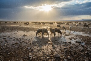Zlatne kapi kiše za 20.000 ovaca