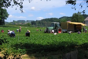 Pokrenuta istraga o zlostavljanju sezonskih radnica u Španjolskoj