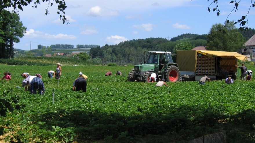 Pokrenuta istraga o zlostavljanju sezonskih radnica u Španjolskoj